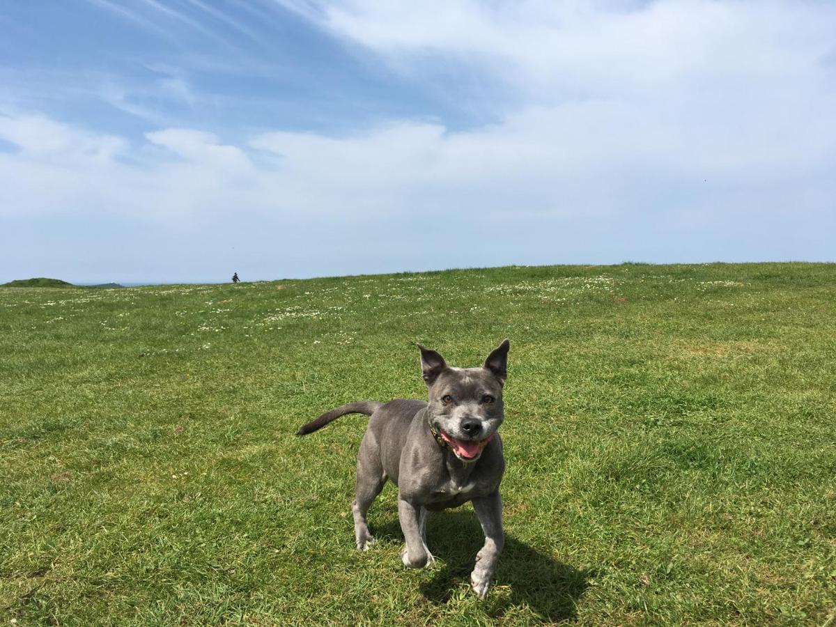 Dog-friendly Stylish Flat, Parking, Nr Lusty Glaze *